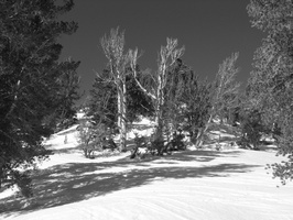 2006 02-Lake Tahoe BW Scenery 6
